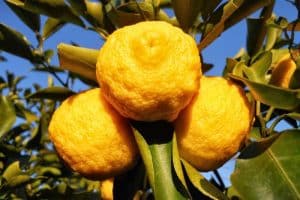 Esempio immagine di Yuzu giapponese