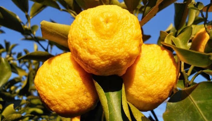 Esempio immagine di Yuzu giapponese