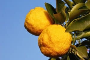 foto di yuzu frutto