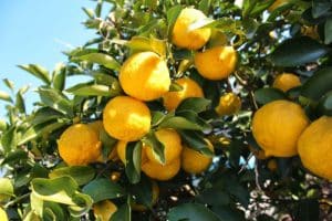 Foto yuzu giapponese